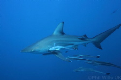 Oceanic blacktip and followers. Aliwal Shoal, South Afric... by Phil Wills 